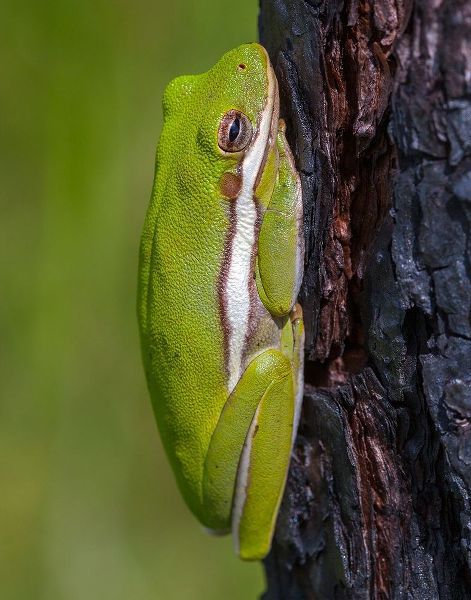 A green treefrog takes refuge among the furrows of bark of a slash pine tree in southern-Florida